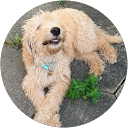 Stella Shailer profile picture